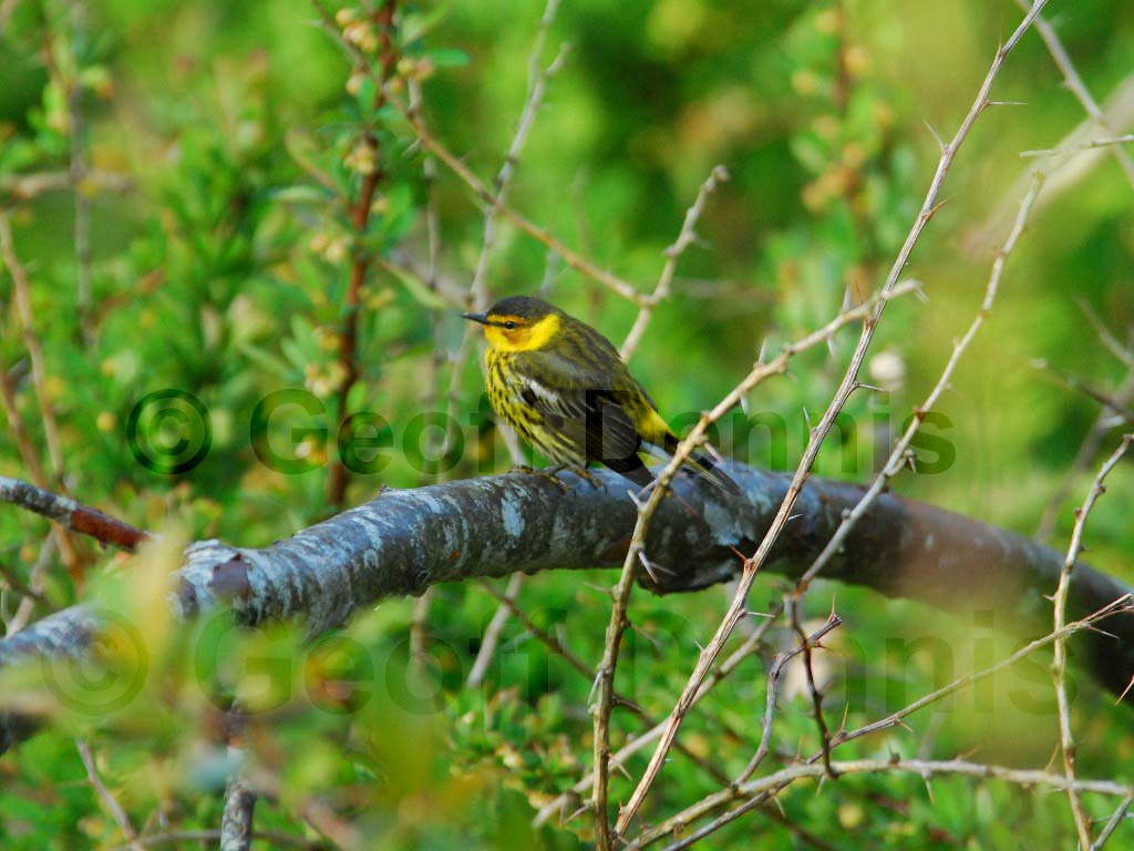 CMWA-AD_Cape-May-Warbler