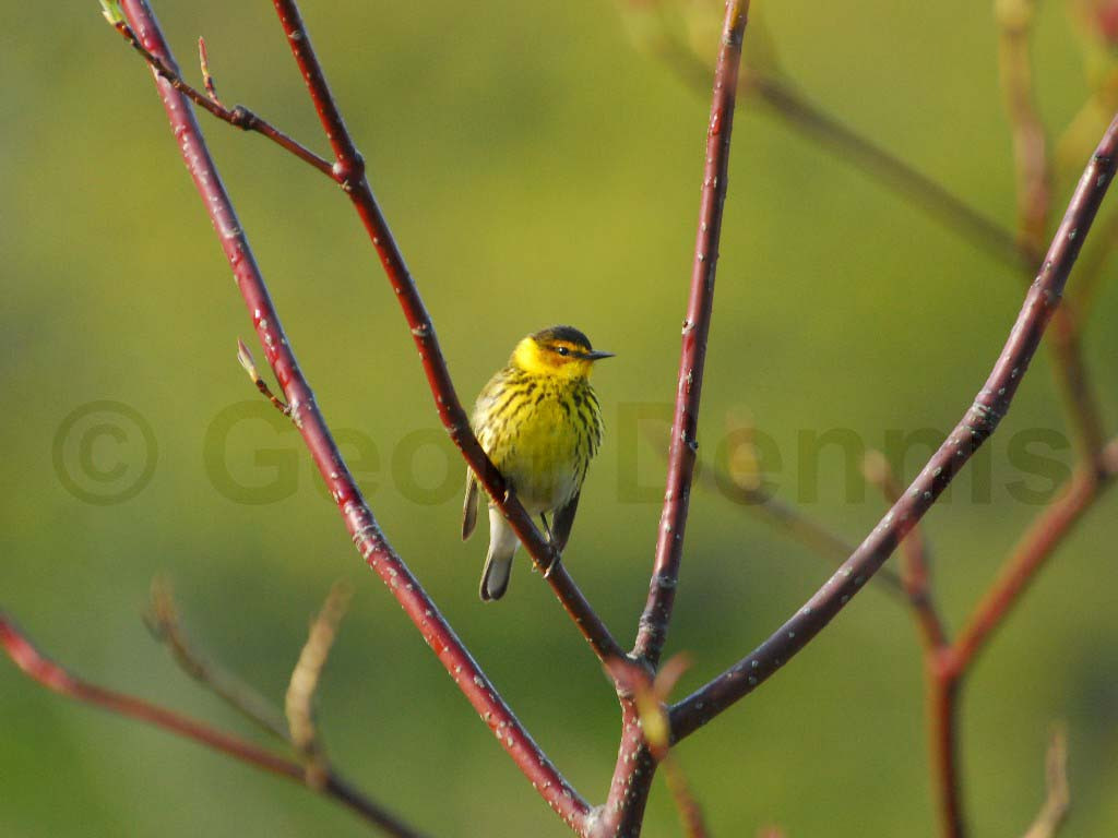 CMWA-AE_Cape-May-Warbler