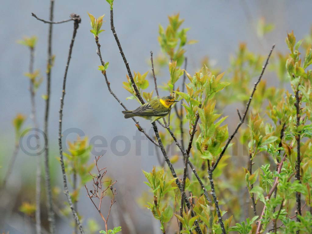 CMWA-AF_Cape-May-Warbler