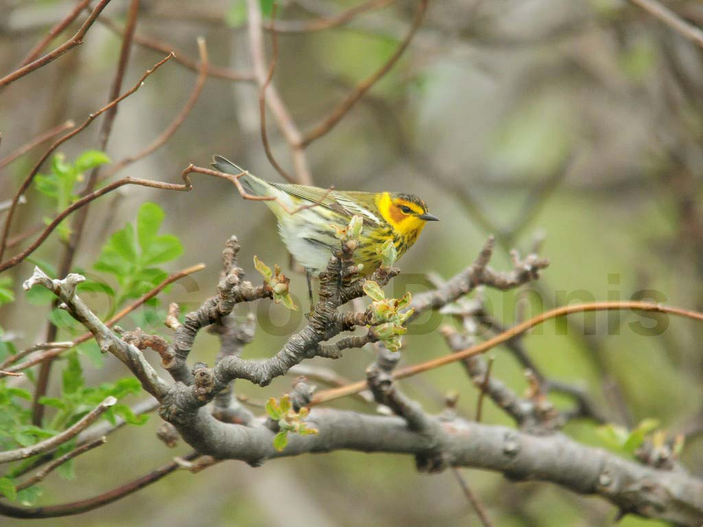 CMWA-AG_Cape-May-Warbler