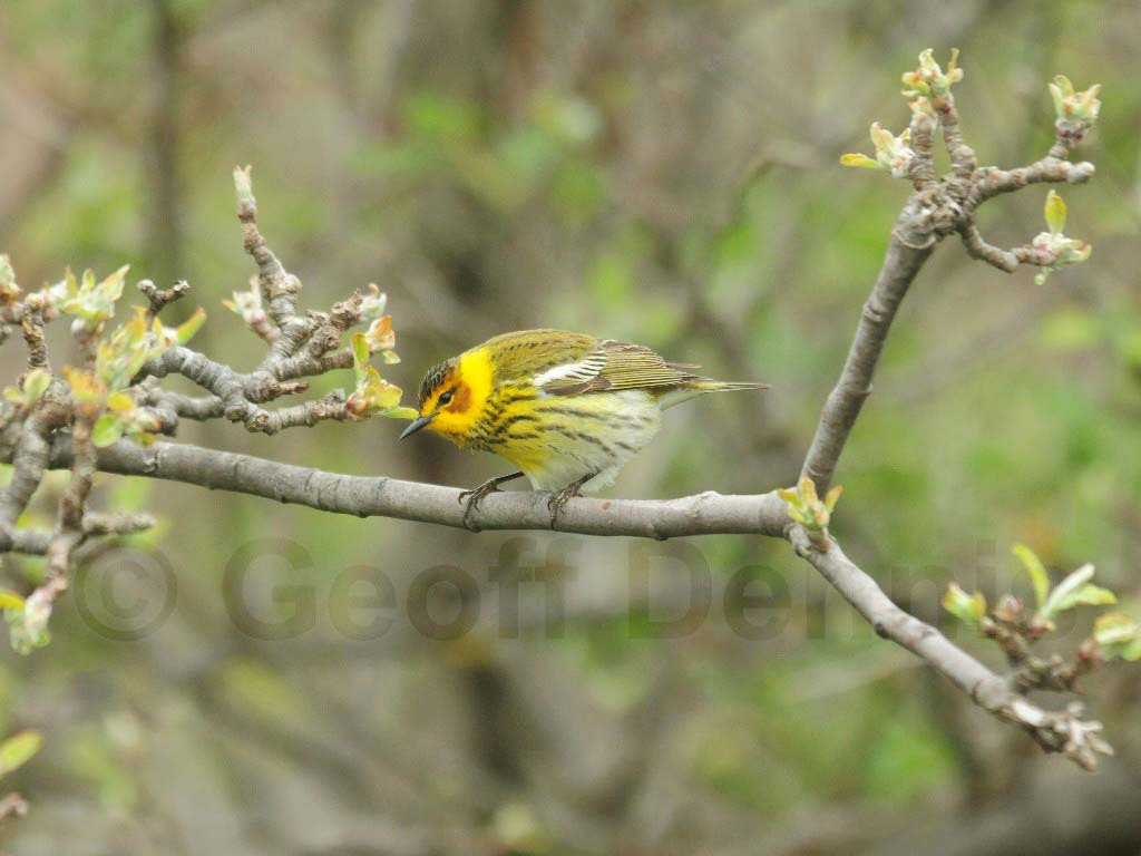 CMWA-AH_Cape-May-Warbler