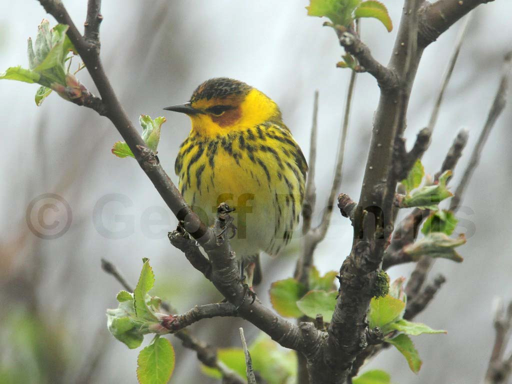 CMWA-AI_Cape-May-Warbler