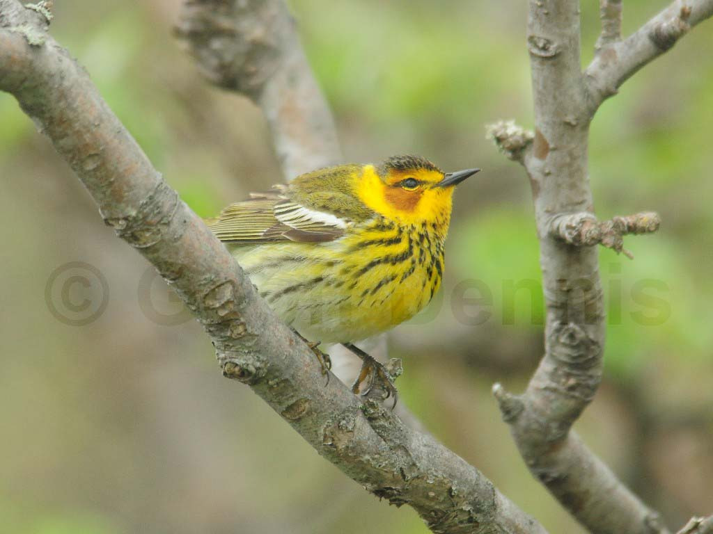 CMWA-AJ_Cape-May-Warbler