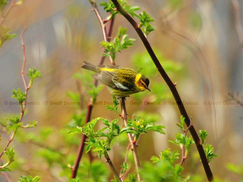 CMWA-AK_Cape-May-Warbler