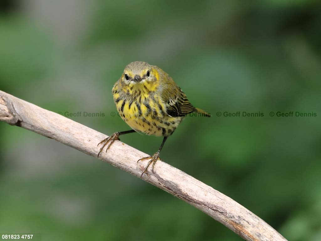 CMWA-AL_Cape-May-Warbler