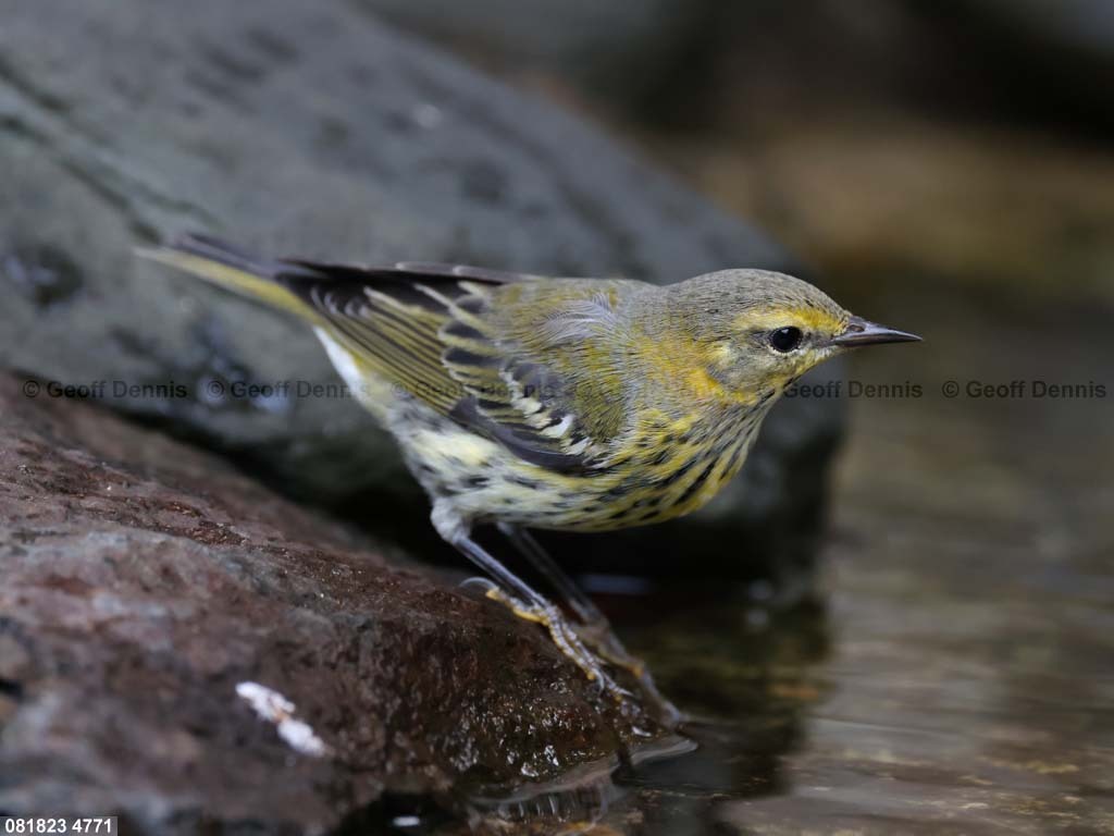 CMWA-AM_Cape-May-Warbler