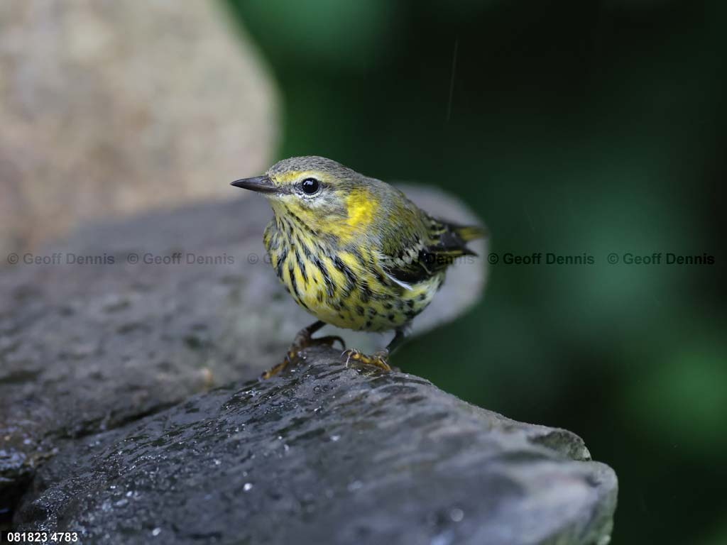 CMWA-AN_Cape-May-Warbler