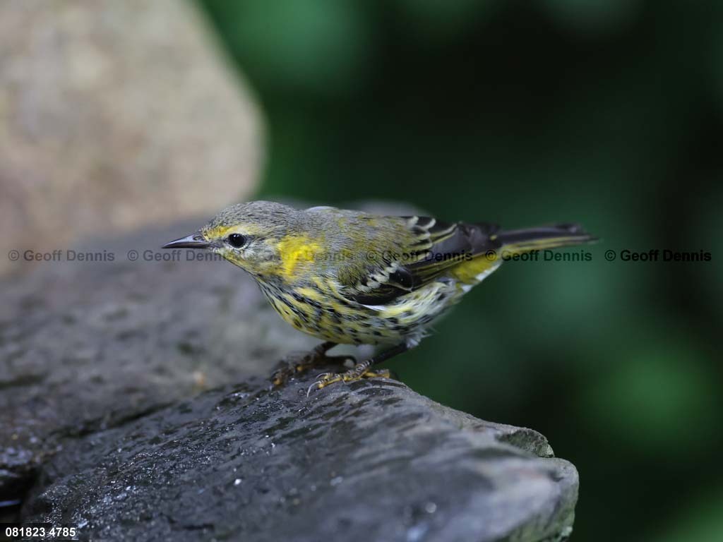 CMWA-AO_Cape-May-Warbler