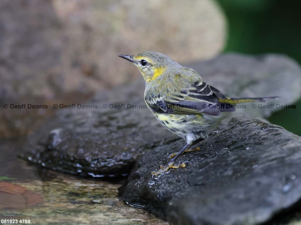 CMWA-AP_Cape-May-Warbler
