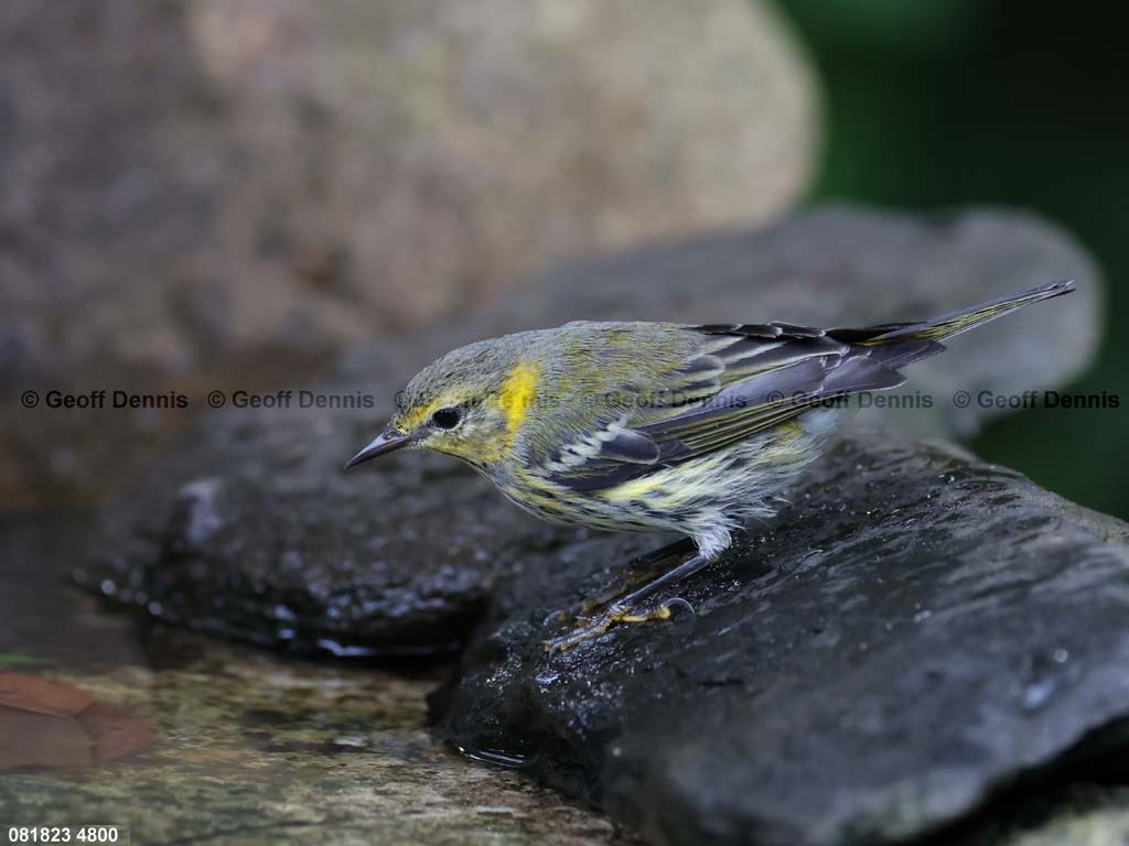 CMWA-AQ_Cape-May-Warbler