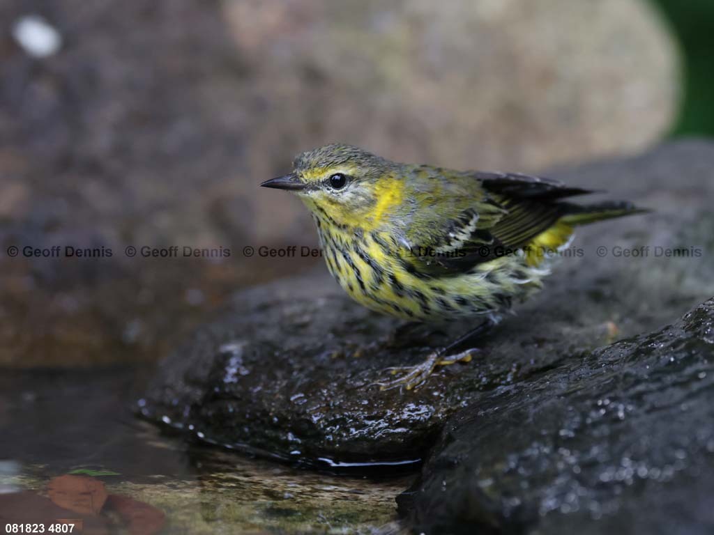 CMWA-AR_Cape-May-Warbler
