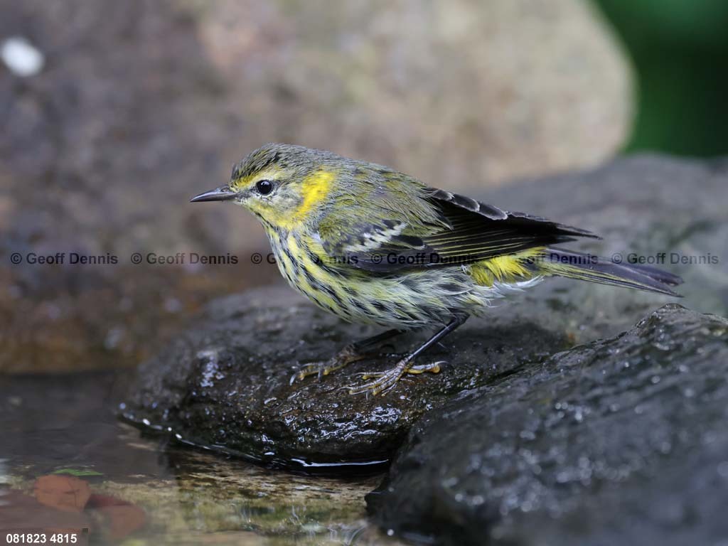 CMWA-AS_Cape-May-Warbler