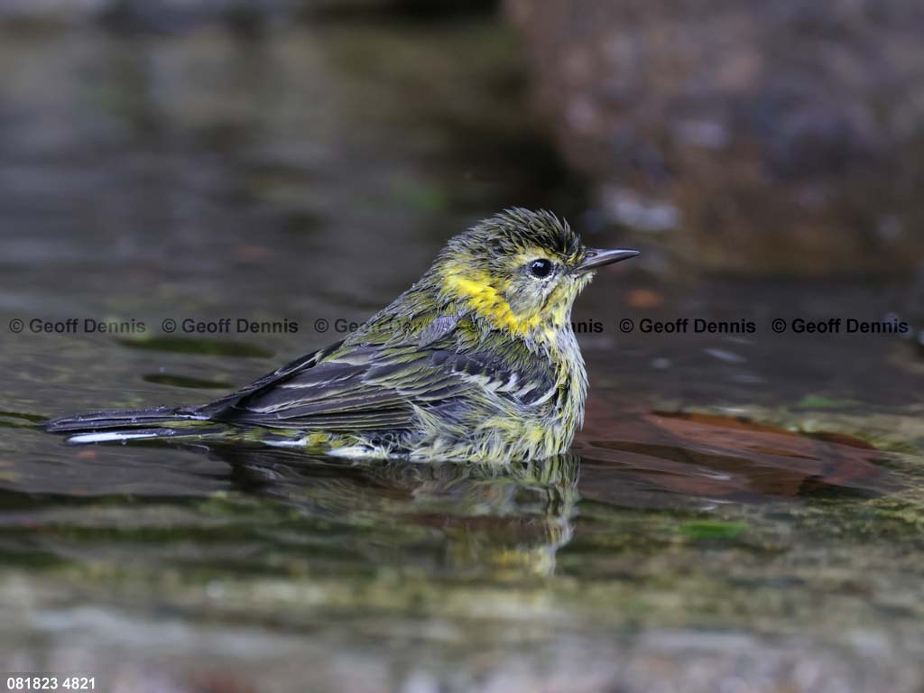 CMWA-AT_Cape-May-Warbler