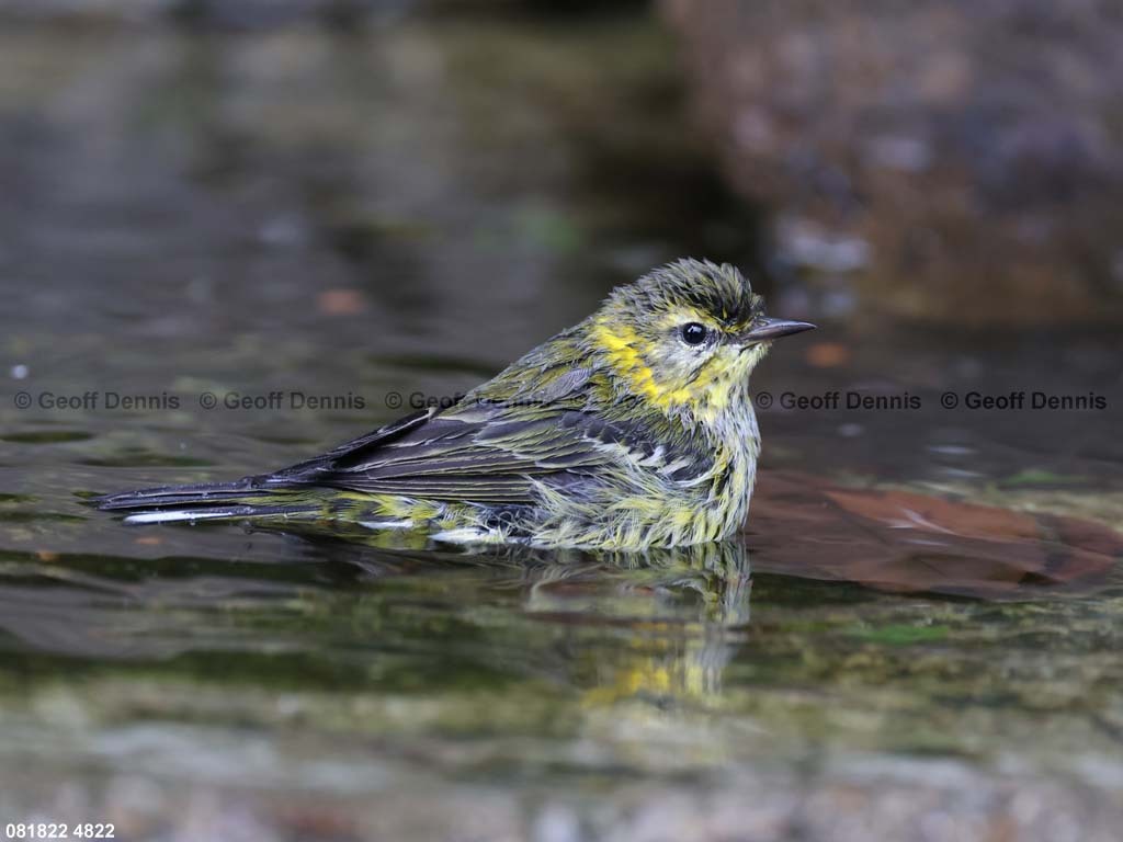 CMWA-AU_Cape-May-Warbler