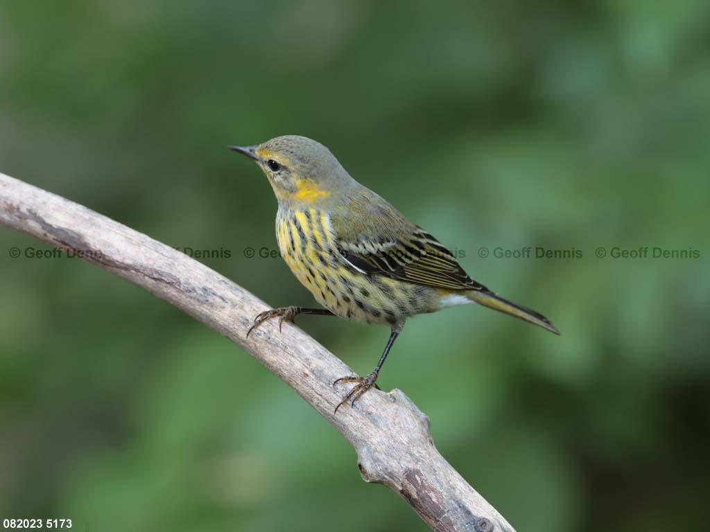 CMWA-AV_Cape-May-Warbler