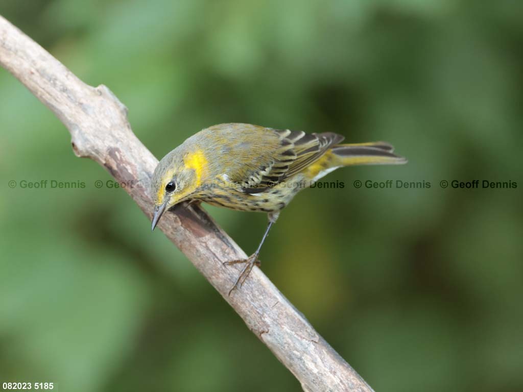 CMWA-AW_Cape-May-Warbler