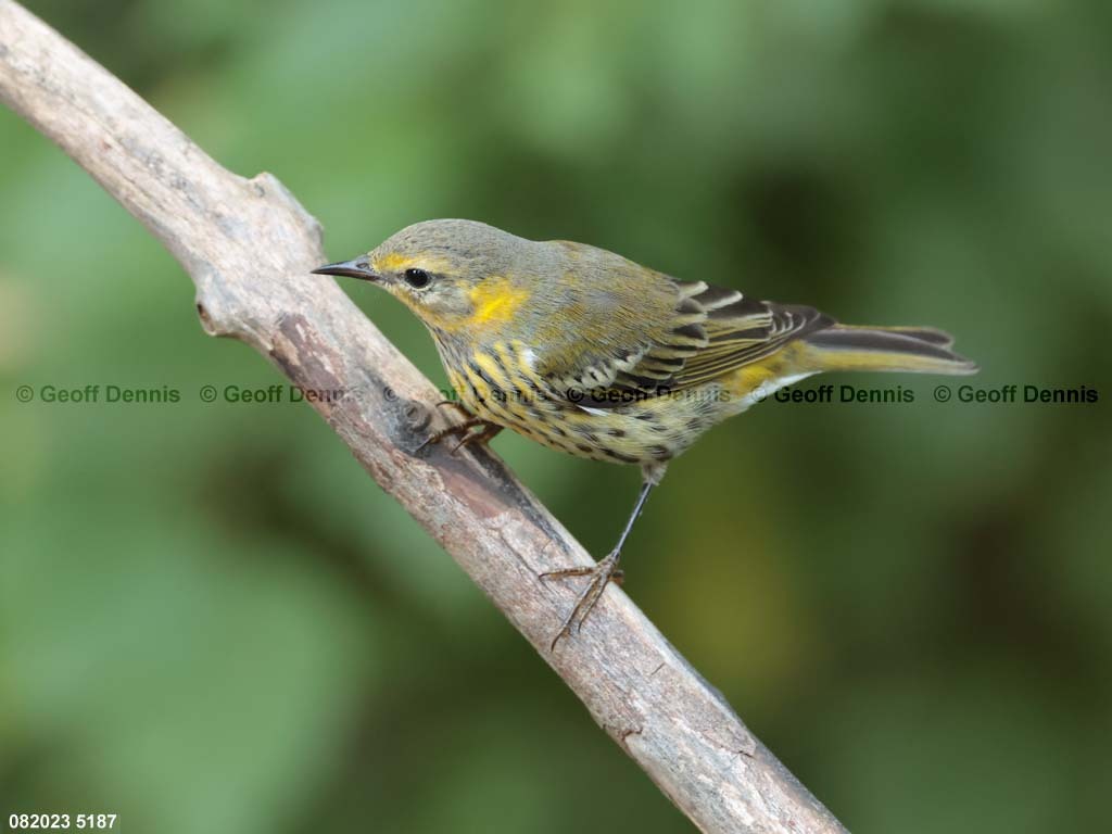 CMWA-AX_Cape-May-Warbler