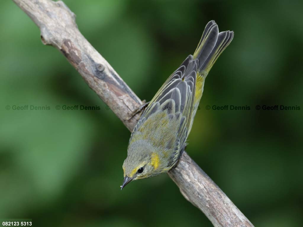 CMWA-AY_Cape-May-Warbler