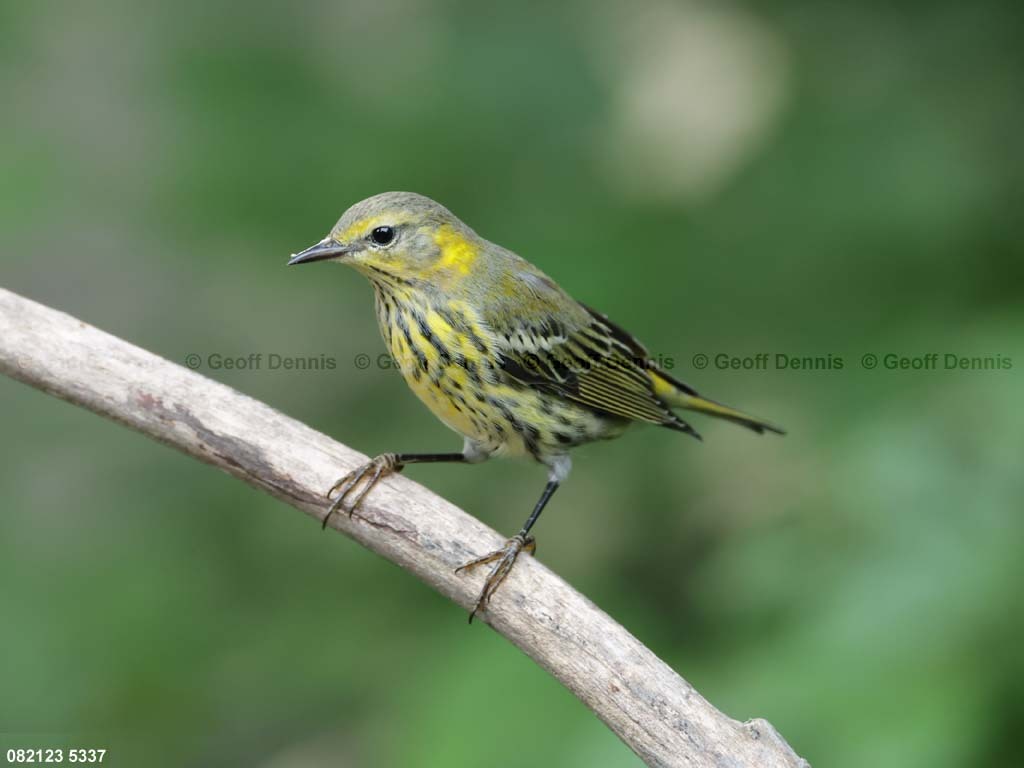 CMWA-AZ_Cape-May-Warbler