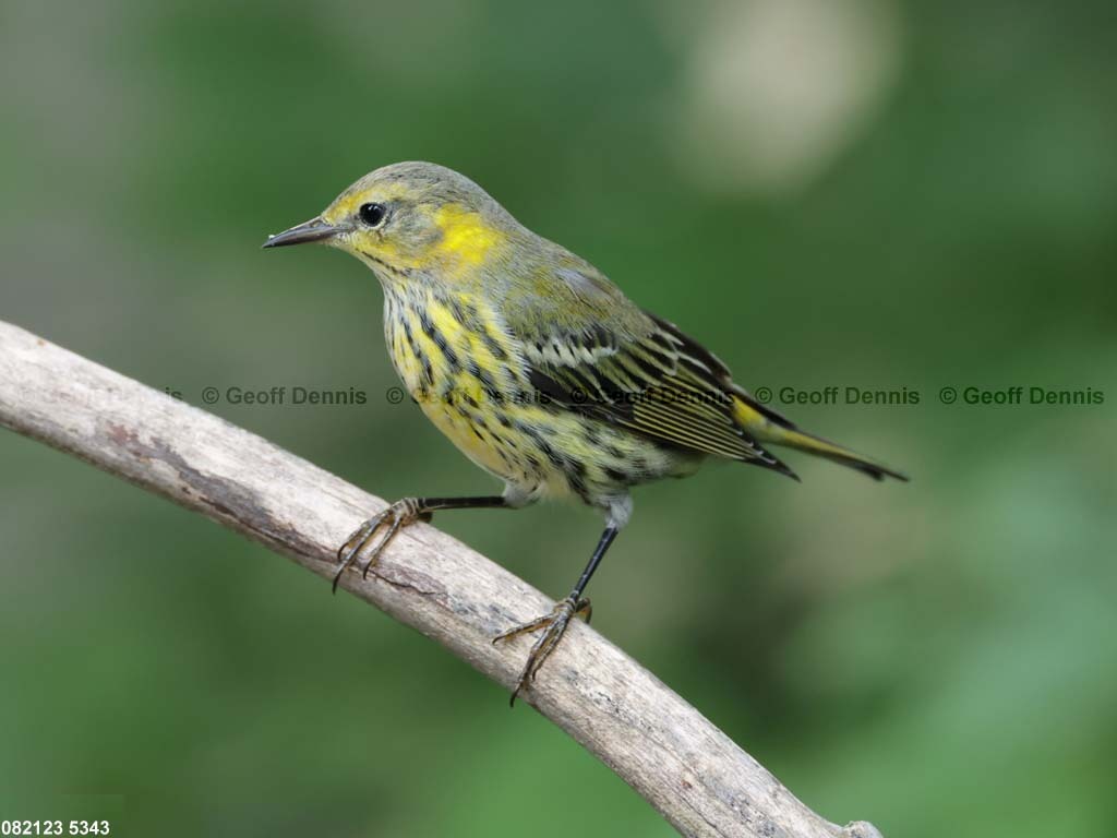 CMWA-BA_Cape-May-Warbler