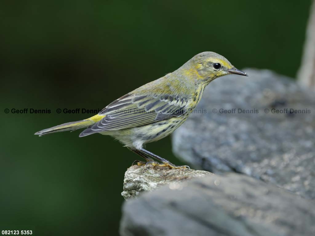 CMWA-BB_Cape-May-Warbler