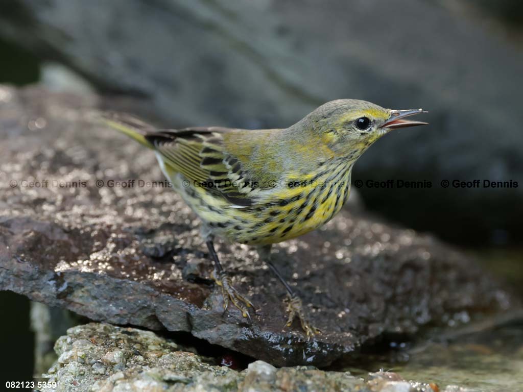 CMWA-BC_Cape-May-Warbler
