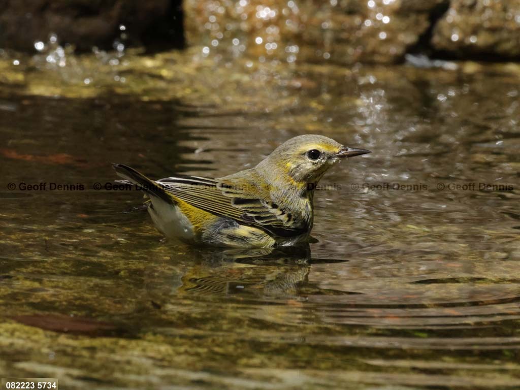CMWA-BD_Cape-May-Warbler