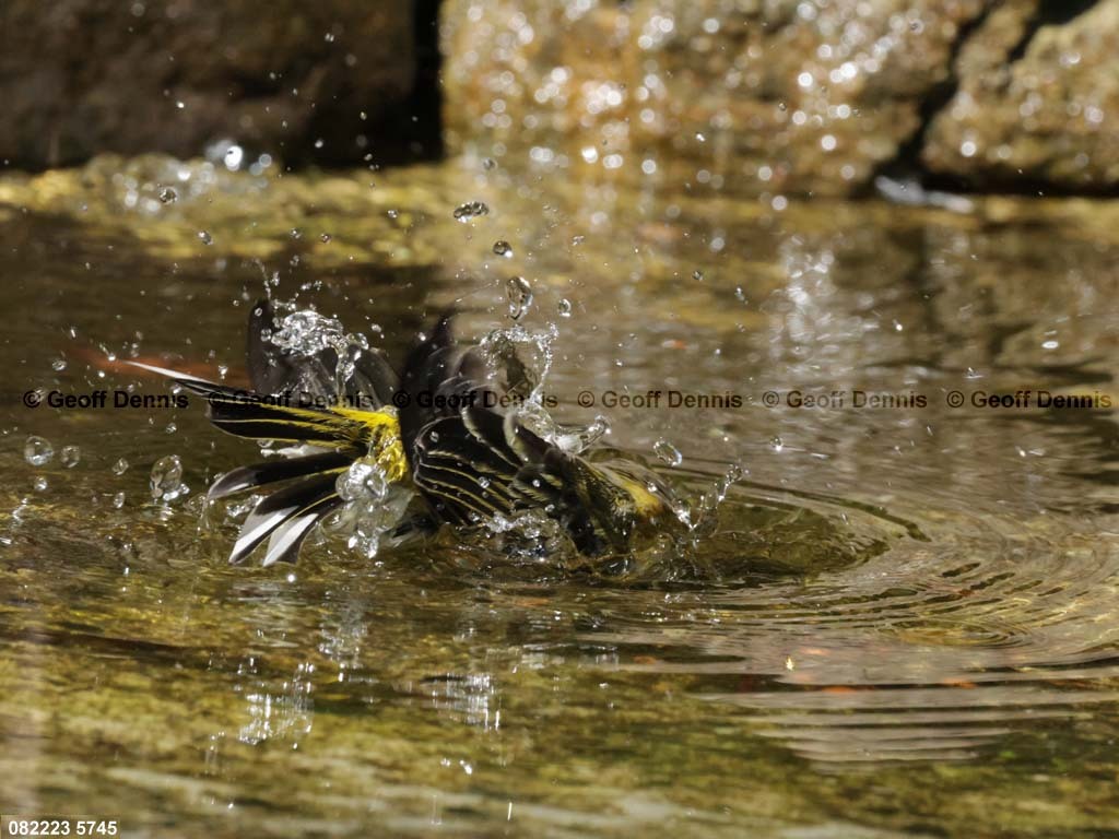 CMWA-BE_Cape-May-Warbler