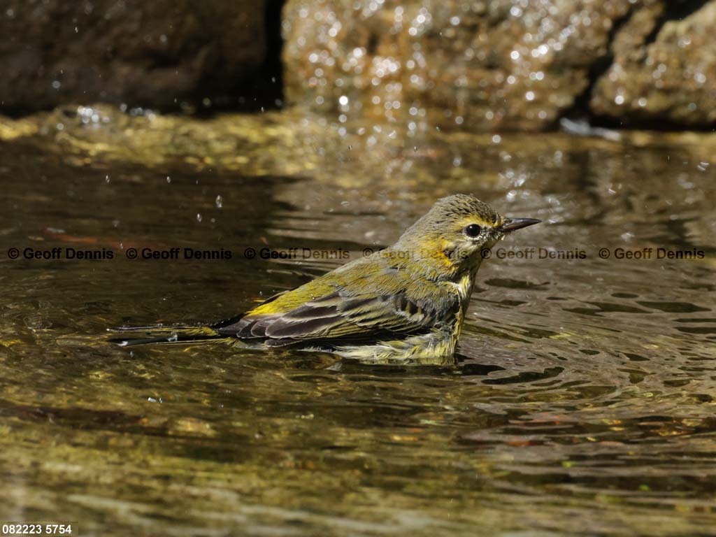 CMWA-BF_Cape-May-Warbler