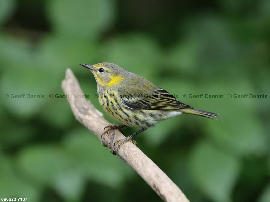 CMWA-BG_Cape-May-Warbler