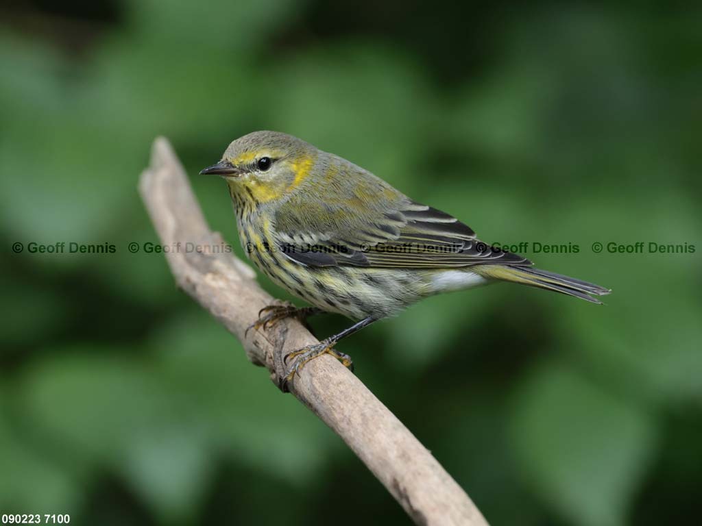 CMWA-BH_Cape-May-Warbler