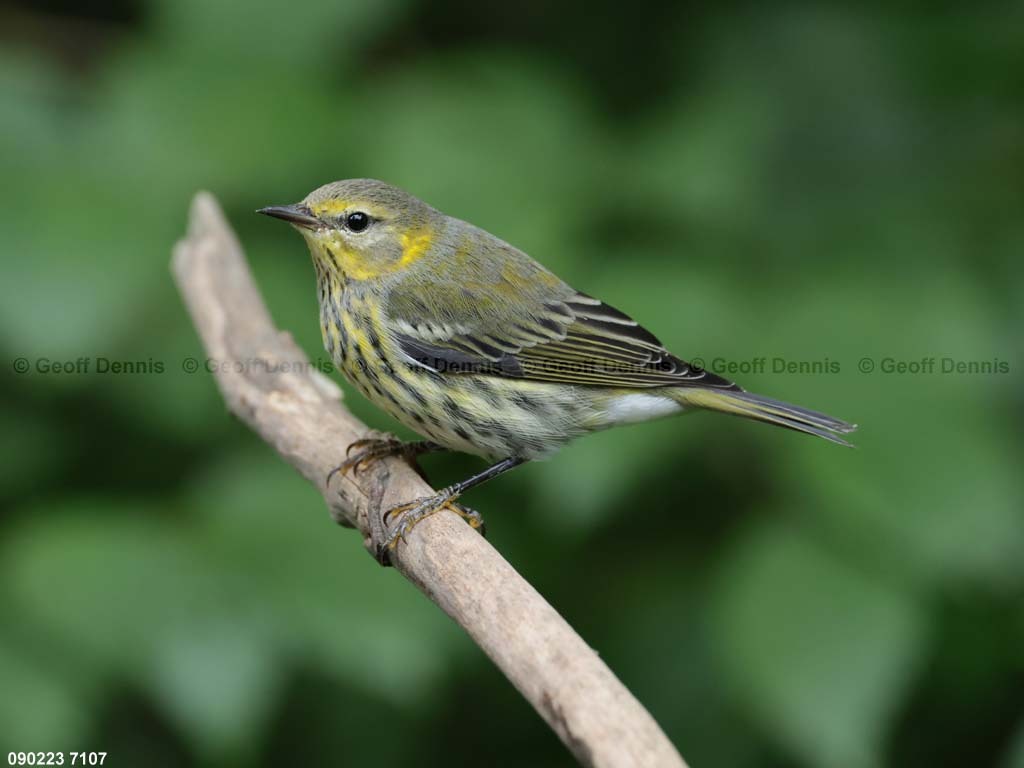 CMWA-BI_Cape-May-Warbler
