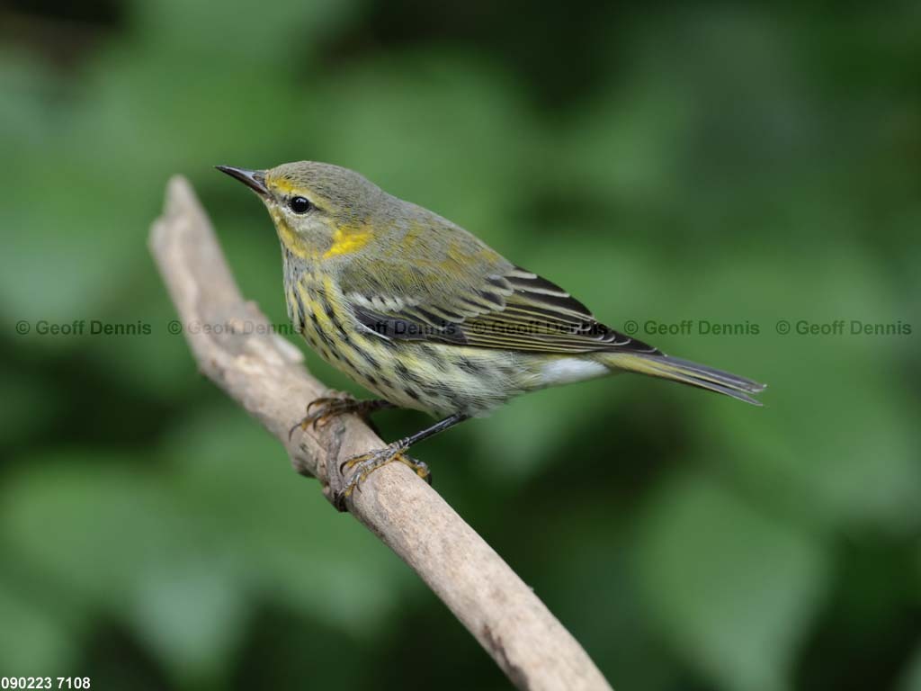 CMWA-BJ_Cape-May-Warbler