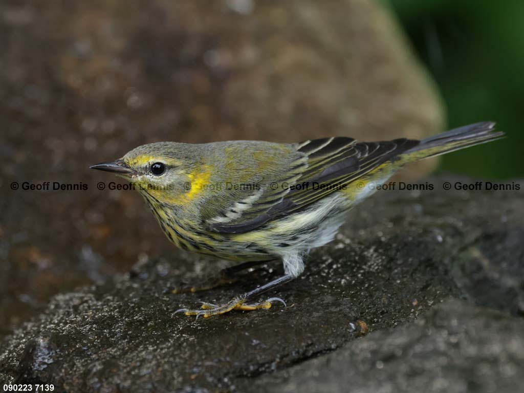 CMWA-BK_Cape-May-Warbler