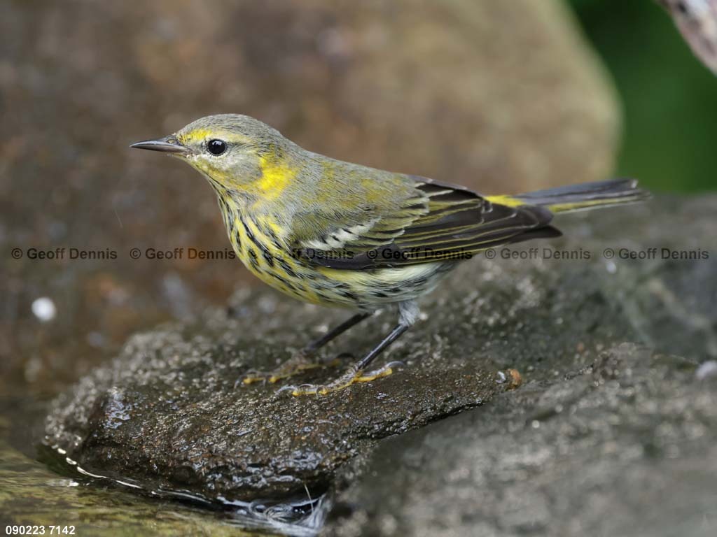 CMWA-BL_Cape-May-Warbler