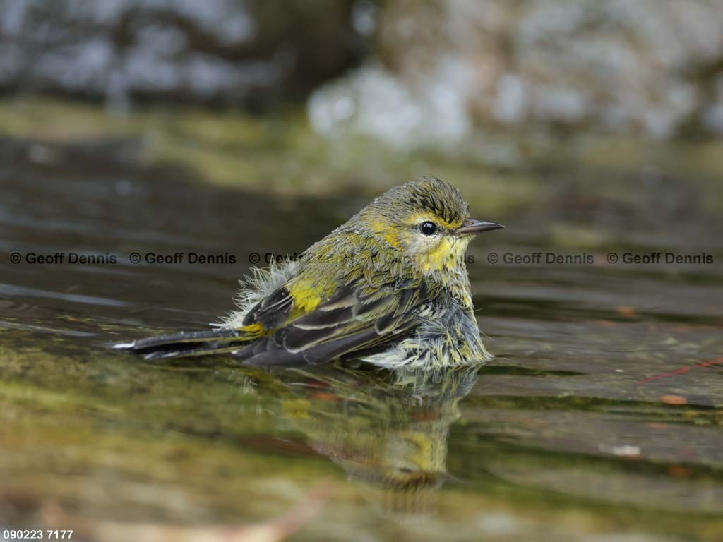 CMWA-BM_Cape-May-Warbler