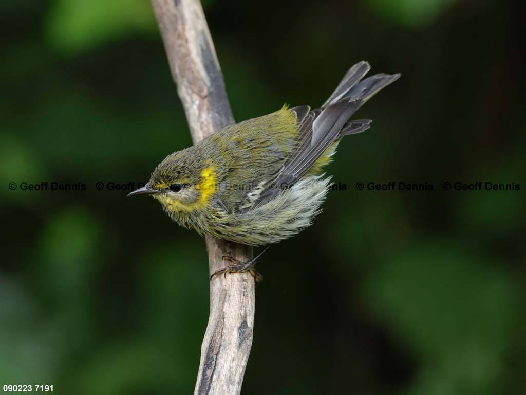 CMWA-BN_Cape-May-Warbler