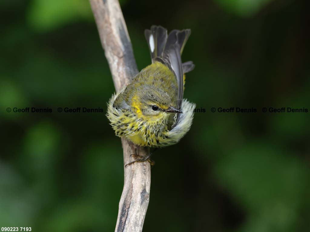 CMWA-BO_Cape-May-Warbler