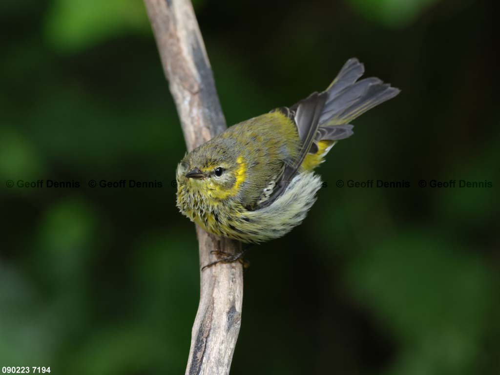 CMWA-BP_Cape-May-Warbler