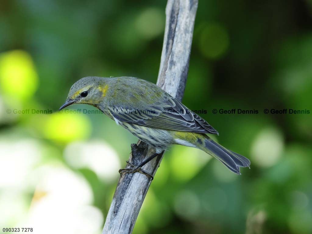 CMWA-BQ_Cape-May-Warbler
