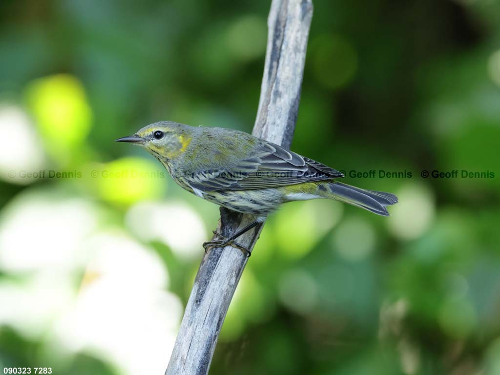 CMWA-BR_Cape-May-Warbler