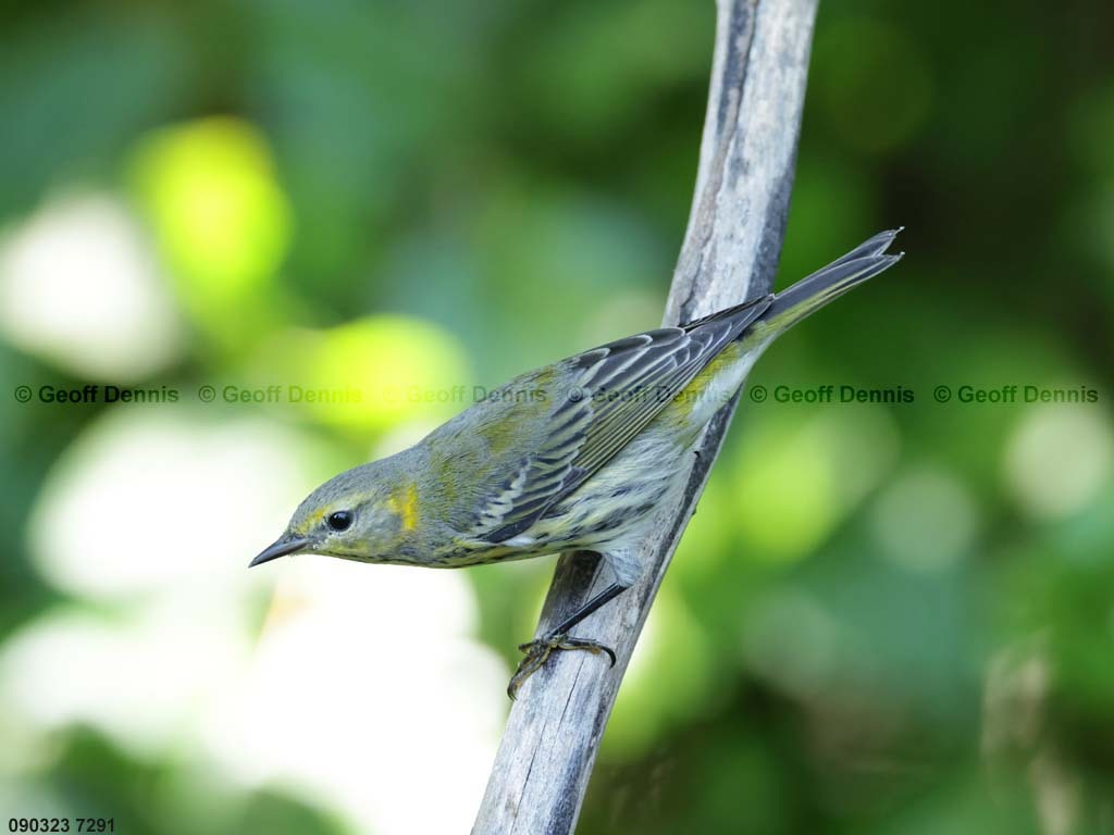 CMWA-BS_Cape-May-Warbler