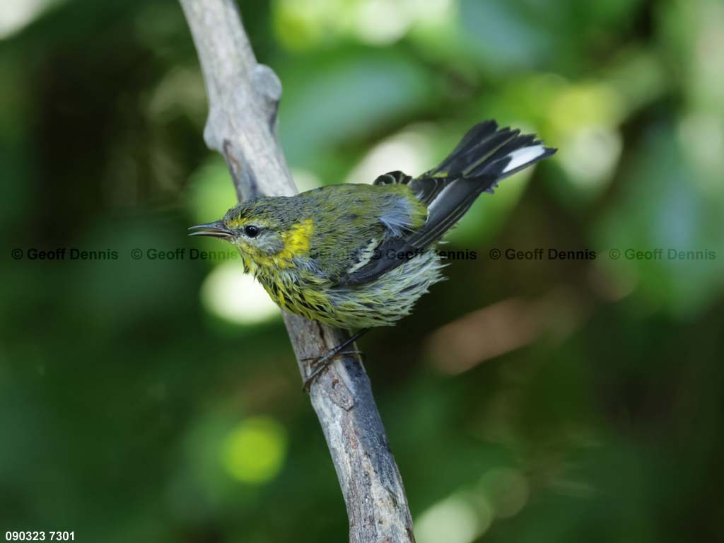 CMWA-BT_Cape-May-Warbler