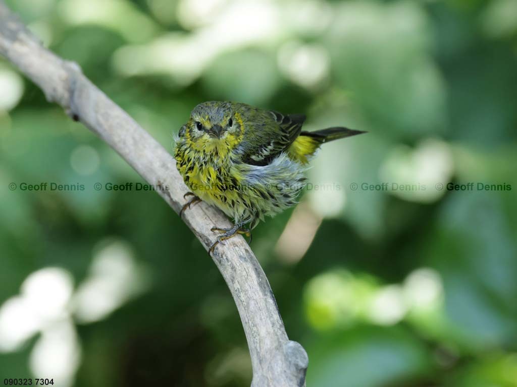 CMWA-BU_Cape-May-Warbler