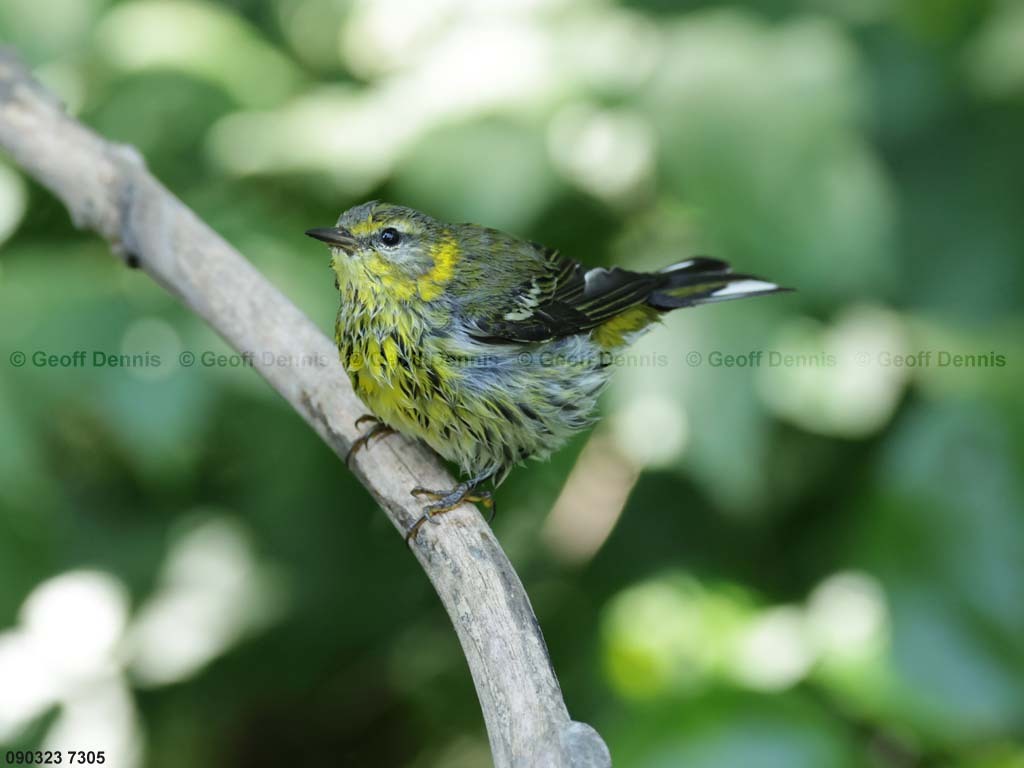 CMWA-BV_Cape-May-Warbler