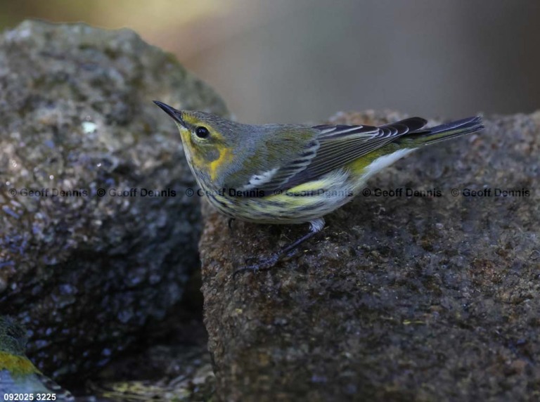 CMWA-BW_Cape-May-Warbler