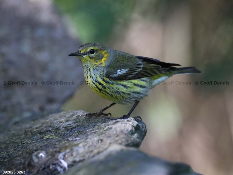 CMWA-BX_Cape-May-Warbler