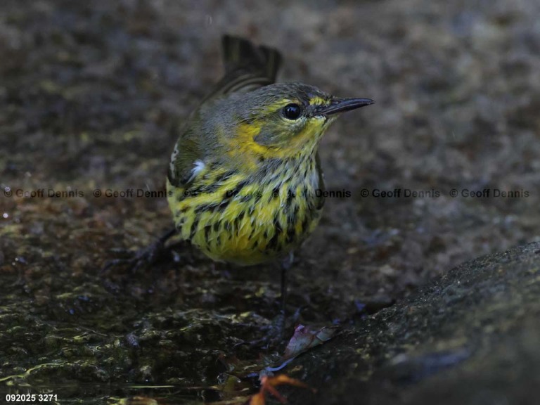 CMWA-BY_Cape-May-Warbler