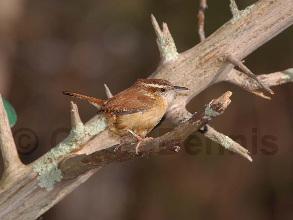 CAWR-AA_Carolina-Wren