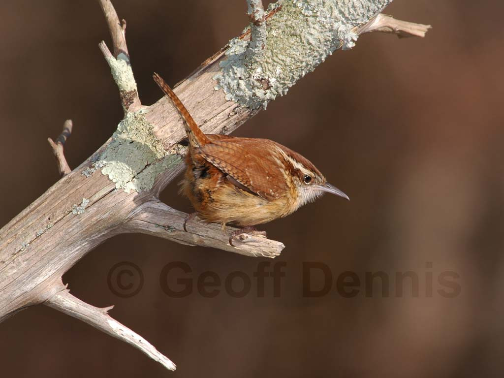 CAWR-AB_Carolina-Wren